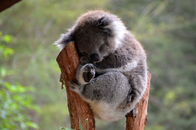 Imaginea articolului Investiţii pentru a salva populaţiile de koala. Măsurile adoptate de guvernul australian