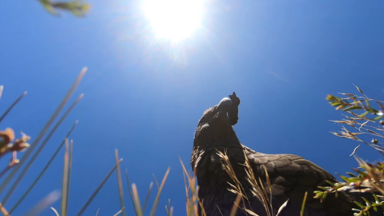 Imaginea articolului Papagalul cleptoman: a furat un GoPro şi a filmat Fiordland-ul