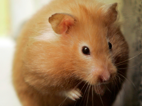 Imaginea articolului Hamsterii pot transmite COVID-19 oamenilor