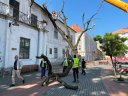 Imaginea articolului Stejarul plantat de Regele Ferdinand în Timişoara va fi tăiat. Fritz: Nu mai putea fi salvat