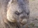 Imaginea articolului Cel mai vârstnic urs marsupial în captivitate trăieşte în Japonia VIDEO
