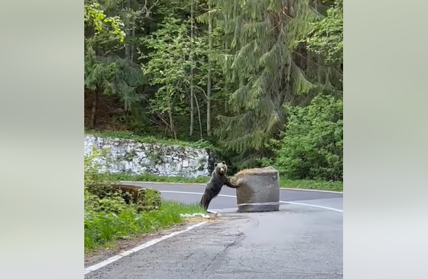Imaginea articolului VIDEO Urs filmat când se juca, într-o curbă, cu un balot de paie