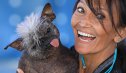 Imaginea articolului FOTO Mr. Happy Face, o combinaţie dintre Chihuahua şi Mohawk, a fost încoronat drept cel mai urât câine din lume. Concursul promovează adopţia: „indiferent de aspectul lor, merită să fie iubiţi”
