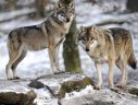 Imaginea articolului STUDIU Câinii au apărut din două populaţii de lupi