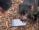 Imaginea articolului Mic dar încăpăţânat. Un diavol tasmanian refuză să înapoieze un smartphone VIDEO