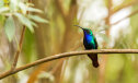Imaginea articolului O pasăre colibri rară, văzută ultima dată în 2010, a fost redescoperită în Columbia