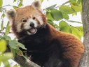 Imaginea articolului ”Simbol al speranţei” în Marea Britanie. S-a născut un pui de panda roşu, pe cale de dispariţie