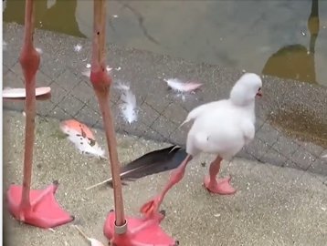 Un pui adorabil de flamingo învaţă cum să stea într-un picior