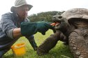 Imaginea articolului Cea mai longevivă ţestoasă din lume a împlinit 190 de ani