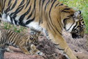 Imaginea articolului Analiza ADN a solului din urmele lăsate pe picioare ar putea ajuta la salvarea tigrilor din Sumatra