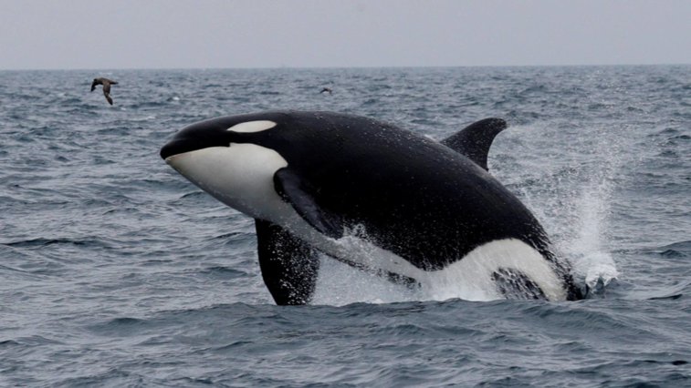 Imaginea articolului Secretele balenelor cu dinţi. Cum pot produce cele mai puternice sunete