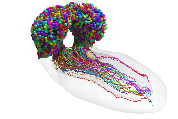 Imaginea articolului Oamenii de ştiinţă au terminat prima hartă a creierului unei insecte