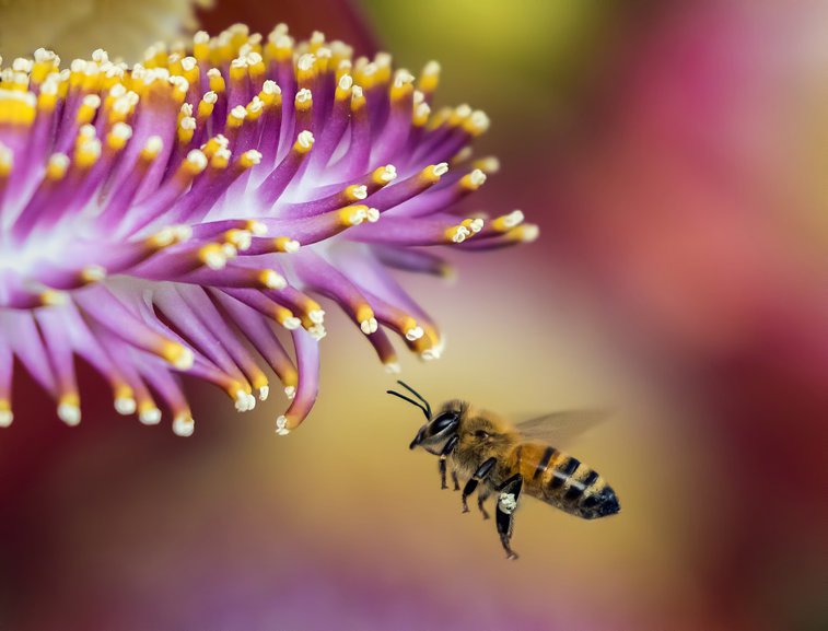 Imaginea articolului Albinele învaţă unele de la altele pentru a-şi perfecţiona abilităţile de "dans" -  studiu