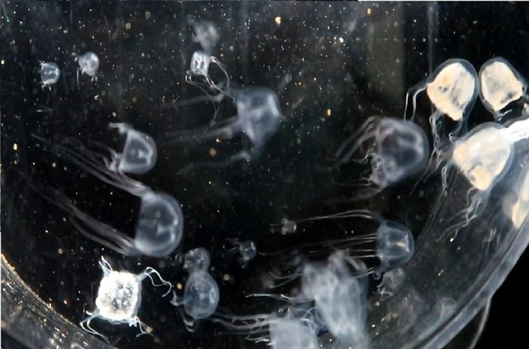 Imaginea articolului O nouă specie de meduză a fost descoperită în apele din Hong Kong - studiu