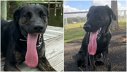 Imaginea articolului Un câine stabileşte un nou record mondial Guinness pentru cea mai lungă limbă 