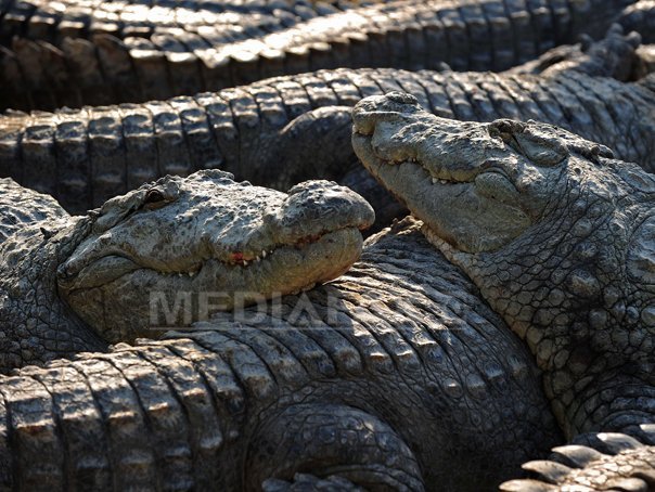 Imaginea articolului Crocodilii sunt capabili să detecteze suferinţa în plânsul bebeluşilor - studiu