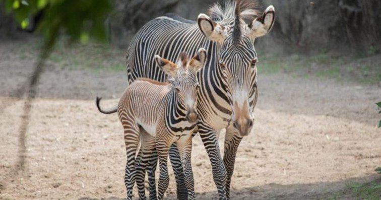 Imaginea articolului Un pui de zebră dintr-o specie pe cale de dispariţie s-a născut la grădina zoologică Lincoln Park din Chicago