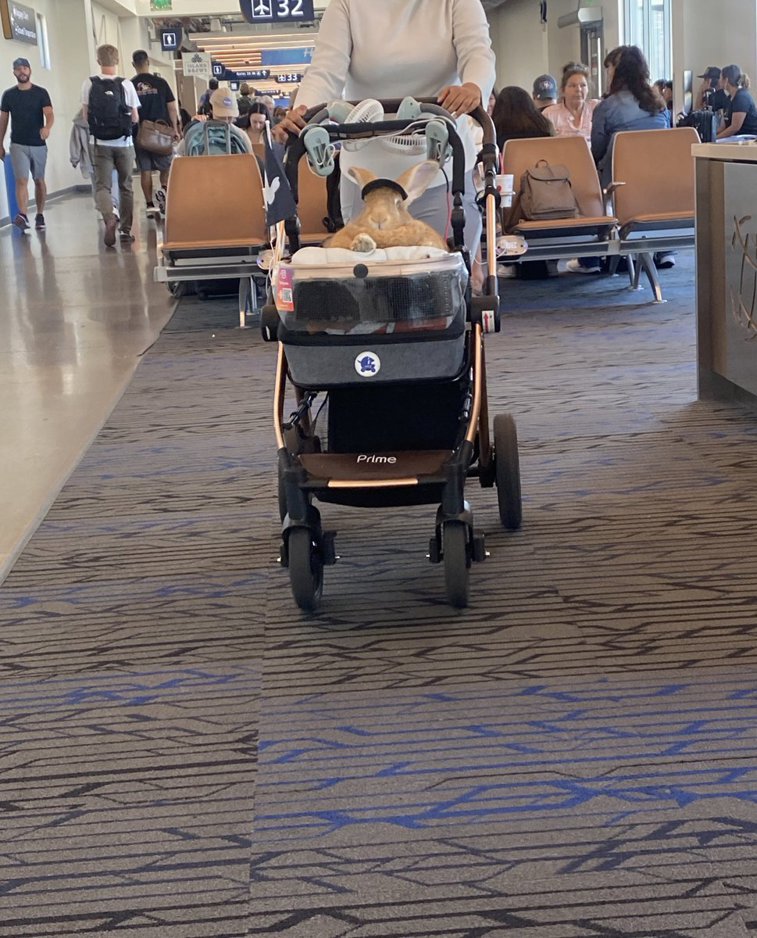 Imaginea articolului "Alex cel Mare": Iepuraşul de terapie de 13 kilograme care este plimbat prin aeroport într-un cărucior