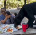 Imaginea articolului La picnic cu ursul. O familie din Mexic care sărbătorea aniversarea fiului cu sindrom Down, vizitată de un musafir nepoftit care le-a înfulecat toată mâncarea