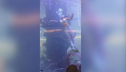 Imaginea articolului VIDEO Momente de groază. O femeie într-un costum de sirenă a rămas blocată pe fundul unui acvariu după ce coada a rămas agăţată de un recif artificial 