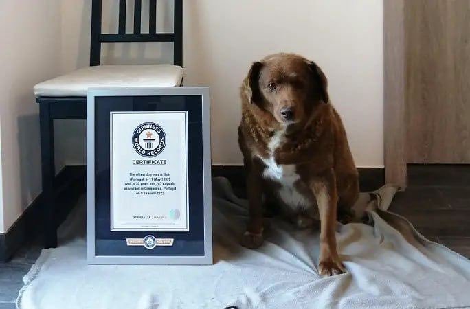 Guinness World Records i-a retras unui câine post-mortem titlul de ”cel mai bătrân câine din lume”