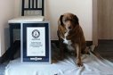 Imaginea articolului Guinness World Records i-a retras unui câine post-mortem titlul de ”cel mai bătrân câine din lume”