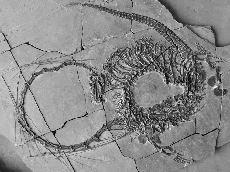 Imaginea articolului Oamenii de ştiinţă au descoperit fosila unui "dragon" care a trăit în urmă cu 240 de milioane de ani