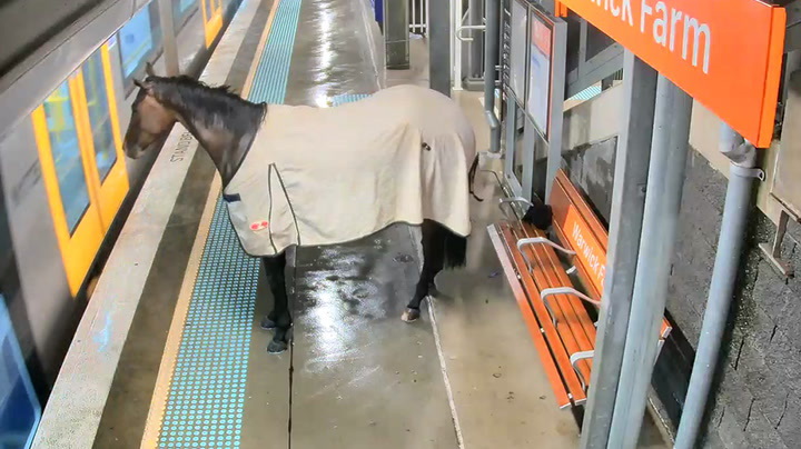 Imaginea articolului Un cal de curse a fugit din ţarc şi a ajuns pe peronul unei gări din Australia
