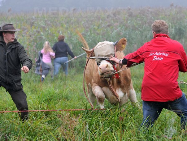 Imaginea articolului Vaca bavareză Yvonne a fost găsită - FOTO