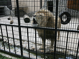 Imaginea articolului Lions Attack Zoo Caretaker In S-E Romania