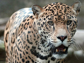 Imaginea articolului Animal Diagnosis Inst: Bucharest Zoo Runaway Jaguar Died Of Stress