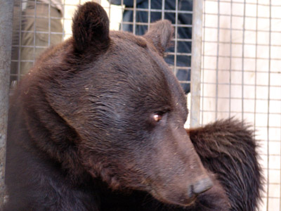 Imaginea articolului Bear Escapes From Brasov Zoo, Central Romania