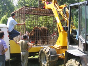 Imaginea articolului Twelve Bears Captured In C Romania To Be Transported To A Reservation