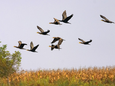 Imaginea articolului EC Sends Final Warning To Romania Over Bird Protection