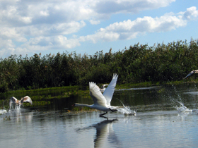 Imaginea articolului Romania Ex-Environ Min Wants New Law To Regulate Danube Delta Bio Reserve
