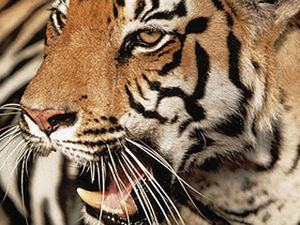 Imaginea articolului Escapee Tigers At Western Romanian Zoo Found After 7 Hours