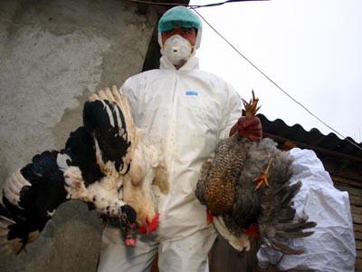 Imaginea articolului Romania Confirms Highly Pathogenic Bird Flu Virus - EC
