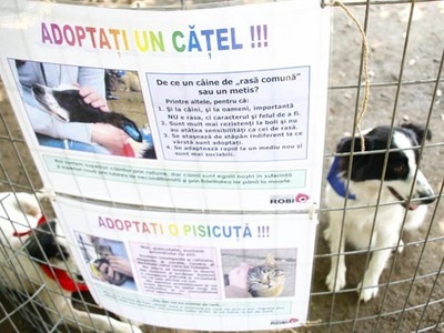 Imaginea articolului Animal Lovers Protest In Bucharest Over Plans To Euthanize Stray Dogs