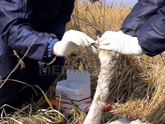 Imaginea articolului Bird Flu Strain Detected In Danube Delta
