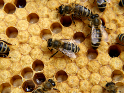 Imaginea articolului Romanian Beekeepers To Receive EUR7M In Subsidies Annually