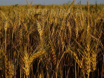 Imaginea articolului Romania’s Wheat Production Should Hit 8M Tons By 2020 - Minister