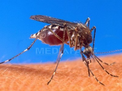 Imaginea articolului Romania Confirms First West Nile Infection This Year