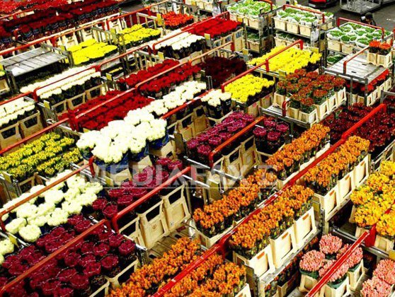 Imaginea articolului Romanian Authorities Seized 12 Trucks Carrying Flowers From Netherlands