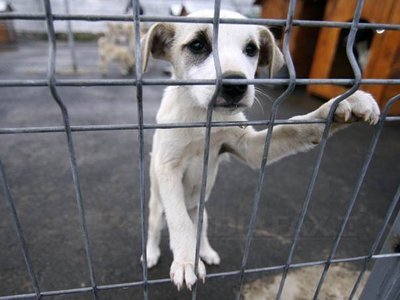 Imaginea articolului Romania’s Parliament Adopts Stray Dog Bill