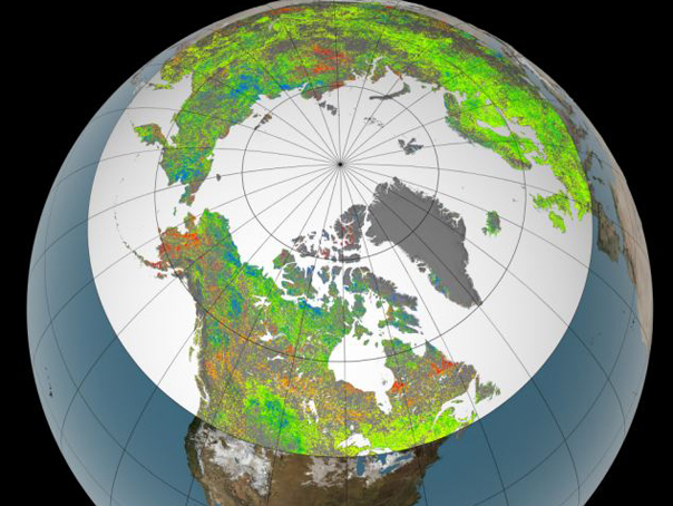 Imaginea articolului Zonele polare ale Terrei au început să înverzească. Imaginea care arată cum se schimbă anotimpurile din cauza încălzirii globale