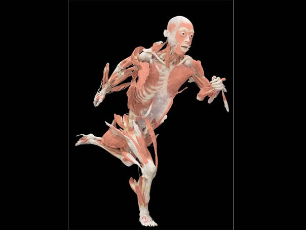 Imaginea articolului "The Human Body", o lecţie de anatomie cu trupuri umane în poziţii dinamice, la Muzeul Antipa