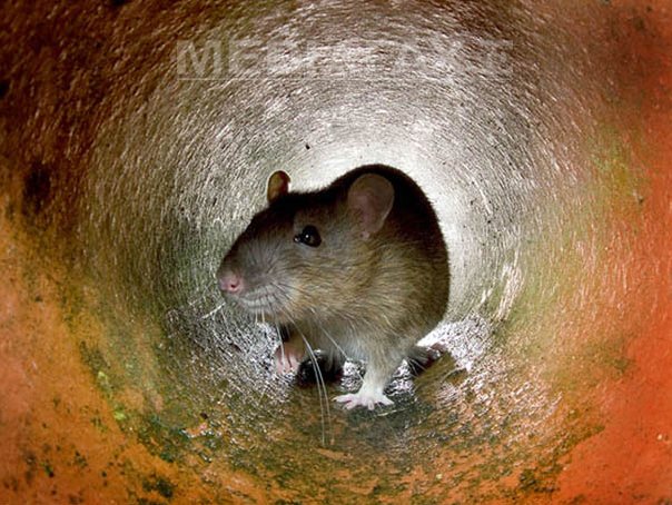 Imaginea articolului Cercetătorii japonezi au clonat un şoarece dintr-o singură picătură de sânge