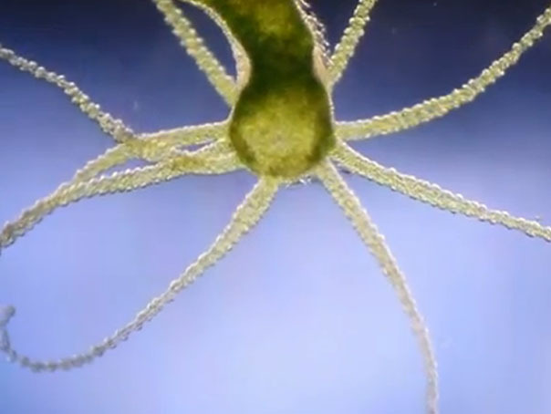 Imaginea articolului Câtă viaţă încape într-un strop de apă: IMAGINI incredibile surprinse cu organisme vii - FOTO, VIDEO