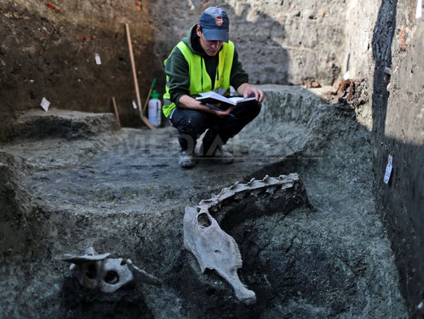 Imaginea articolului Fragmente din scheletul unui animal de talie marie, posibil o cămilă, descoperite la Timişoara - FOTO