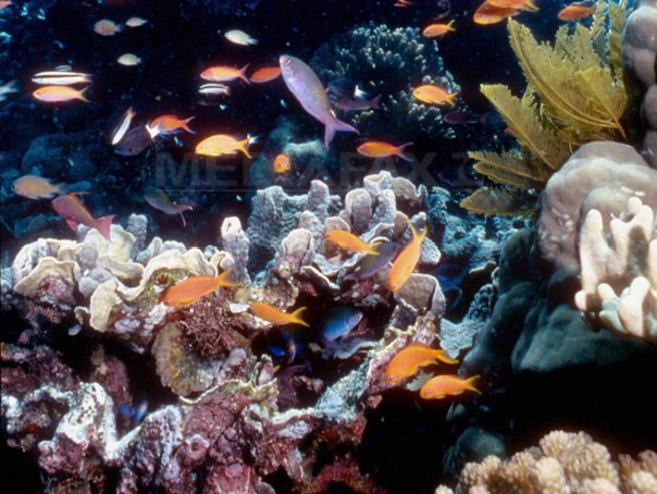 Imaginea articolului Coralii din Marea Barieră, modificaţi genetic pentru a putea supravieţui schimbărilor climatice